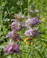 Monarde Citriodora-1.jpg