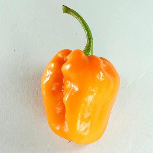 Fichier:Morovars yellow.jpg