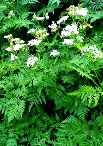 Fichier:Myrris odorata famille apiacee-1.jpg