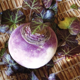 Fichier:NAVET d auvergne tardif-1.jpg