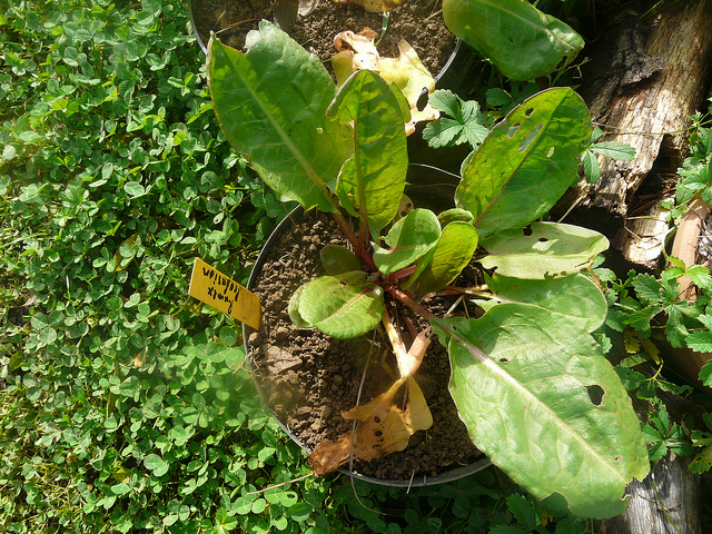 Fichier:OSEILLE Profusion.jpg