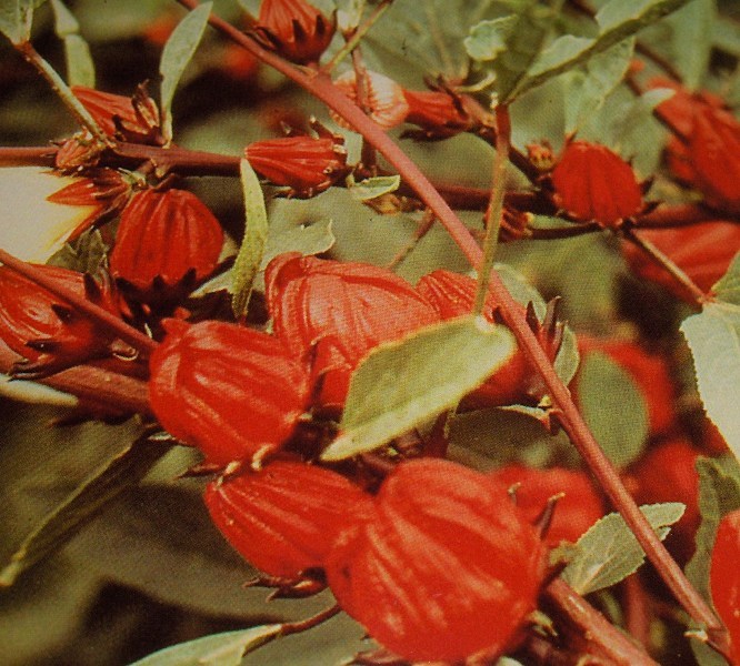 Fichier:OSEILLE de guinée-2.jpg