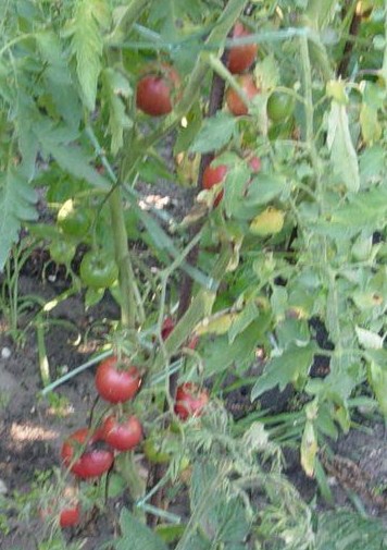 Fichier:Olirose de Saint-Domingue-1.jpg