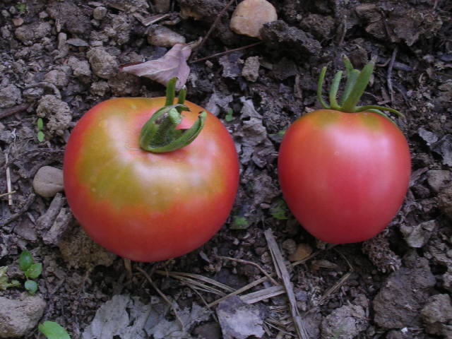 Fichier:Olirose de Saint-Domingue.jpg