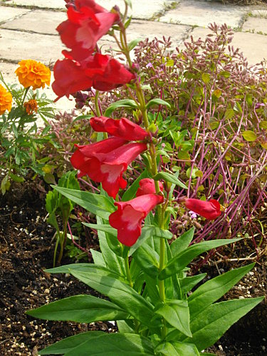 Fichier:Penstemon.jpg