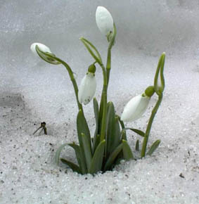 Fichier:Perce-neige-1.jpg
