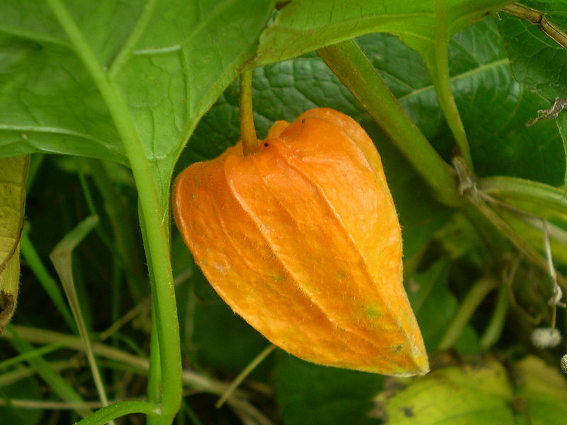 Fichier:Physalis franchetti-1.jpg