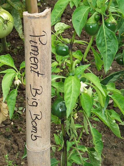 Fichier:Piment big bomb.jpg