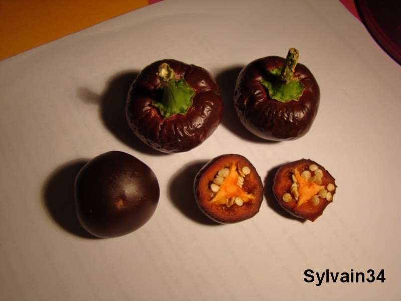 Fichier:Piment chocolate bell.jpg
