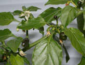 Piment cobanero mayan love.jpg