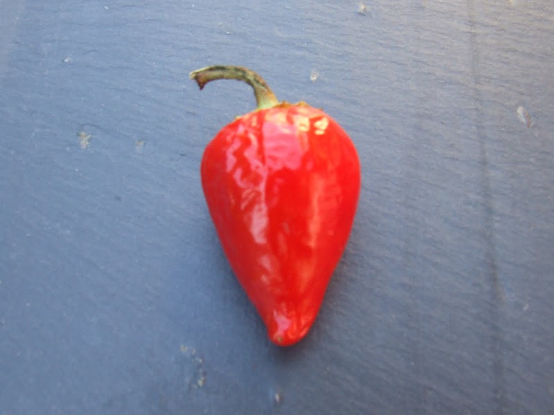 Fichier:Piment de chine biberiye-1.jpg