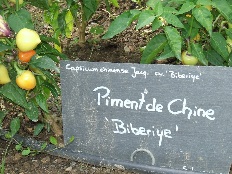 Fichier:Piment de chine biberiye.jpg