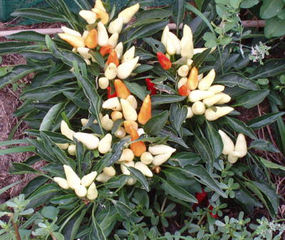 Fichier:Piment fips.jpg