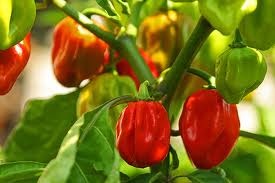 Fichier:Piment habanero red savina.jpg