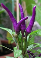 Piment masquerade-1.jpg