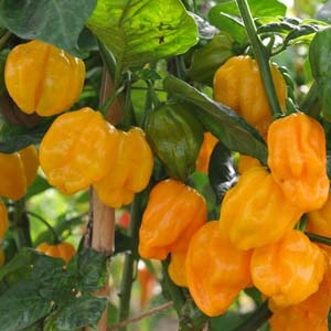 Fichier:Piment numex suave orange.jpg