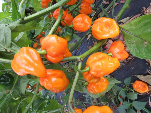 Fichier:Piment scotch bonnet big sun.jpg