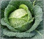 Plainpalais à pied court.jpg