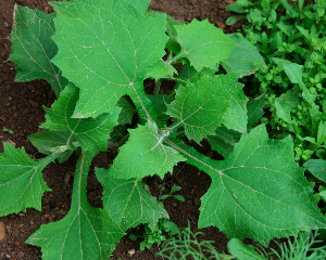 Fichier:Poire de terre-1.png