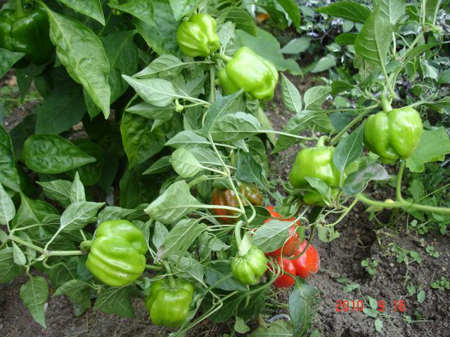 Fichier:Poivron ampuis.jpg