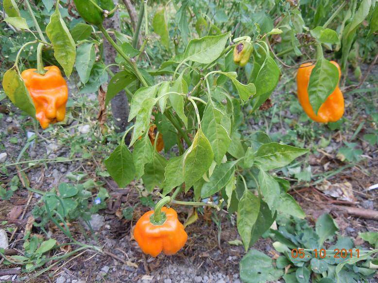 Fichier:Poivron bastidon jaune.jpg