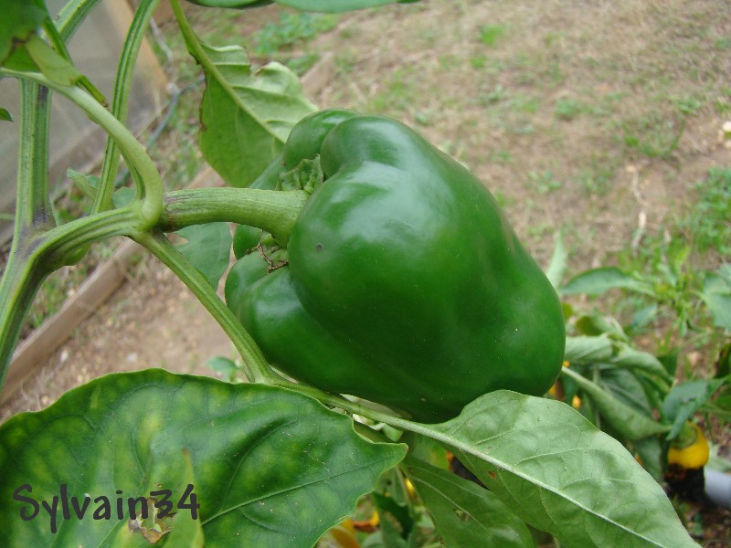 Fichier:Poivron king of the north-1.jpg