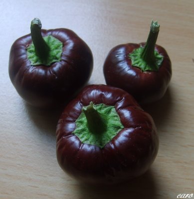 Fichier:Poivron mini chocolat.jpg