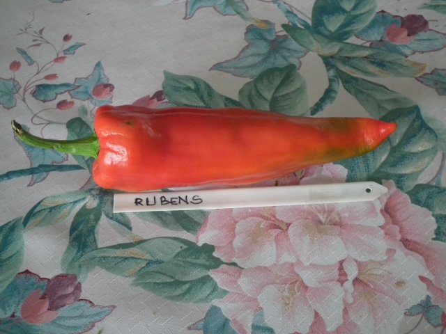 Fichier:Poivron rubens-1.jpg