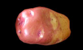 Pomme de terre Atahualpa-1.jpg