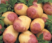 Pomme de terre Oeil de Perdrix-1.jpg