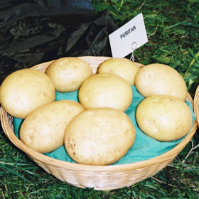 Fichier:Pomme de terre Puritain-1.jpg