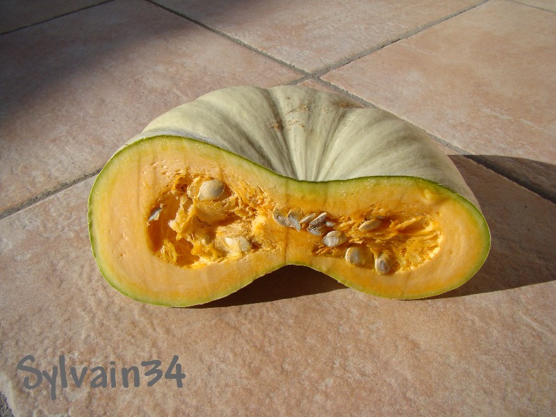 Fichier:Potiron Flat white boer-1.jpg