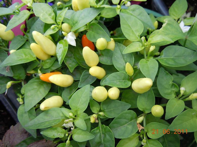 Fichier:Prairie fire-1.jpg