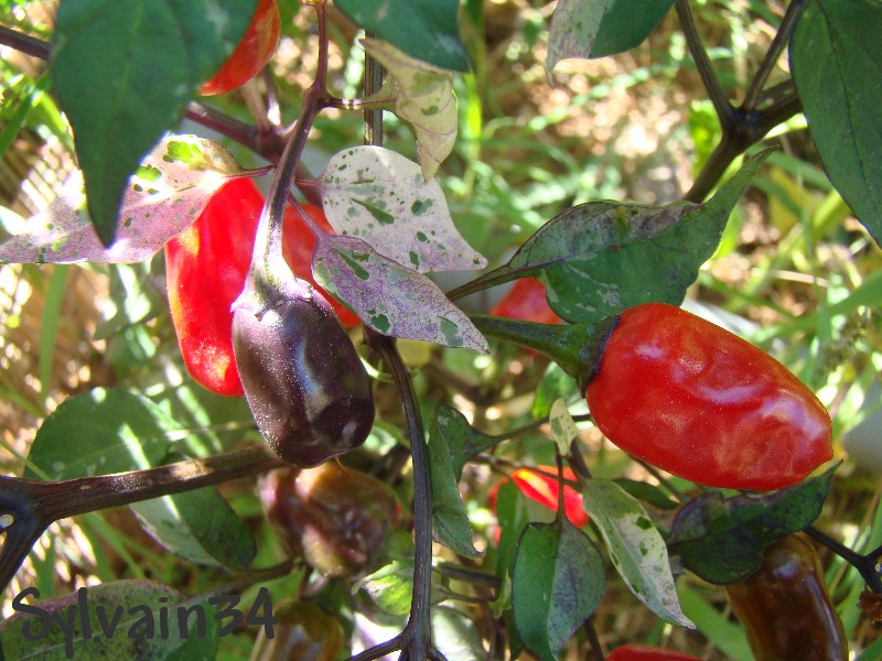 Fichier:Purple Tiger-2.jpg