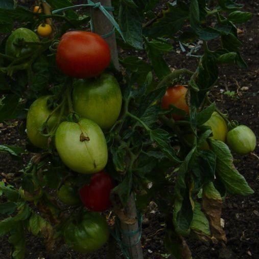 Fichier:Red Dawn-1.jpg