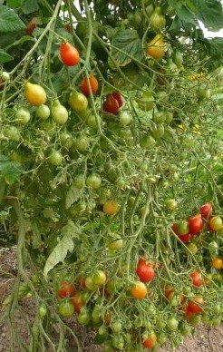 Fichier:Red cluster pear-1.jpg