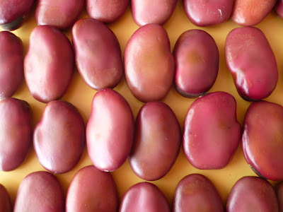 Fève Red epicure semeur