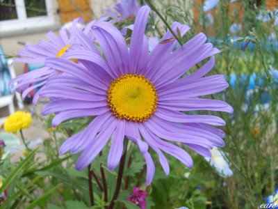 Fichier:Reine marguerite de chine.jpg