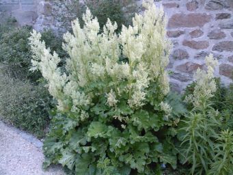 Fichier:Rhubarbe verte.jpg