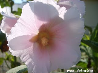 Fichier:Rose trémière rose pale.jpg