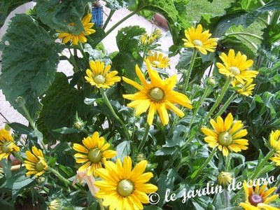 Fichier:Rudbekia prairie sun.jpg