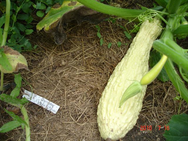 Fichier:Rugosa Fruilana.jpg