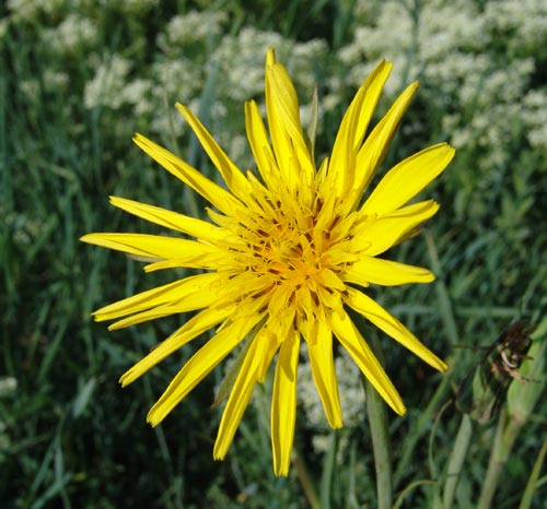 Fichier:Salsifis des prés-1.jpg