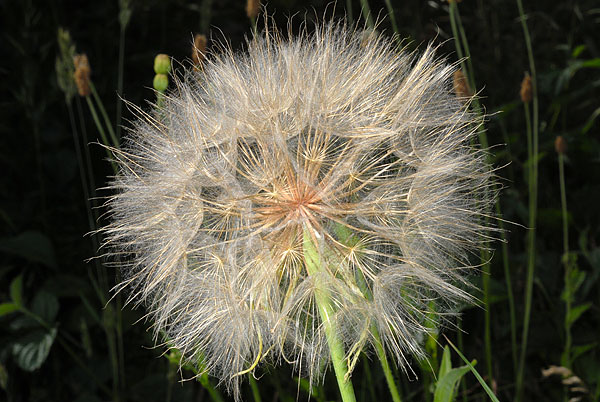 Fichier:Salsifis des prés-2.jpg