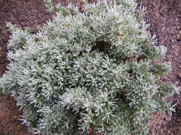 Fichier:Santolina petit cyprès.jpg