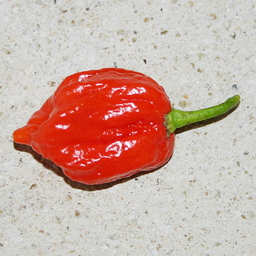 Fichier:Seven pod jonah strain-1.jpg