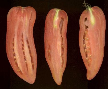 Fichier:Super italienne paste-1.jpg