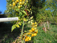 TOMATE Estonian Yellow Cherry Op-1.jpg