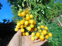 TOMATE Estonian Yellow Cherry Op.jpg