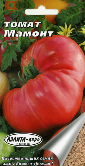 Fichier:TOMATE Mamoht-1.jpg